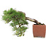 Pinus Thunbergii, 48 cm, ± 35 years old