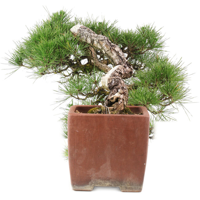 Pinus Thunbergii, 48 cm, ± 35 ans