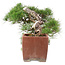 Pinus Thunbergii, 48 cm, ± 35 ans