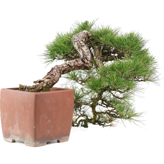 Pinus Thunbergii, 48 cm, ± 35 años