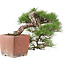 Pinus Thunbergii, 48 cm, ± 35 ans
