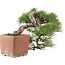 Pinus Thunbergii, 48 cm, ± 35 jaar oud