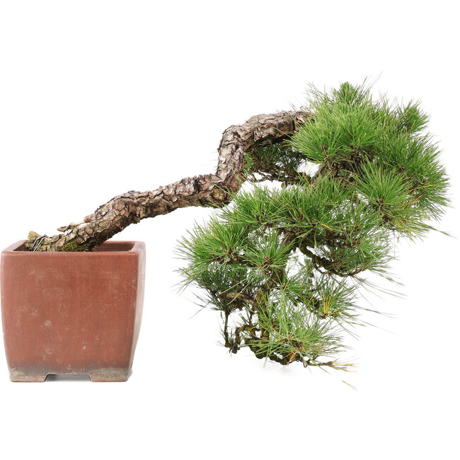 Pinus Thunbergii, 48 cm, ± 35 ans