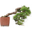 Pinus Thunbergii, 48 cm, ± 35 anni