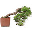 Pinus Thunbergii, 48 cm, ± 35 jaar oud