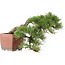 Pinus Thunbergii, 48 cm, ± 35 anni