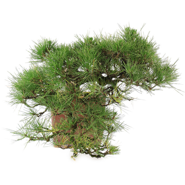 Pinus Thunbergii, 48 cm, ± 35 años