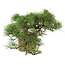 Pinus Thunbergii, 48 cm, ± 35 jaar oud
