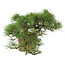 Pinus Thunbergii, 48 cm, ± 35 Jahre alt