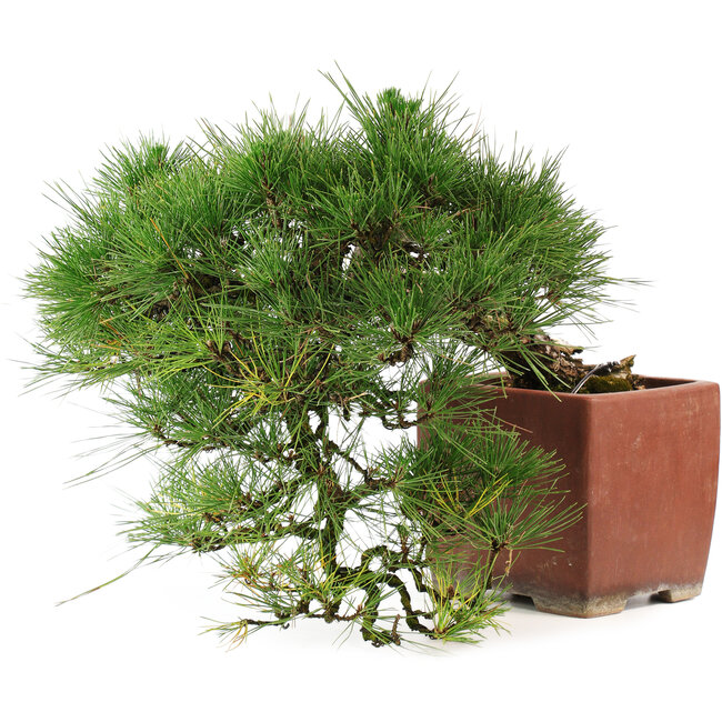 Pinus Thunbergii, 48 cm, ± 35 Jahre alt