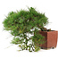 Pinus Thunbergii, 48 cm, ± 35 ans