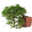 Pinus Thunbergii, 48 cm, ± 35 years old