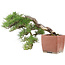 Pinus Thunbergii, 48 cm, ± 35 años