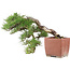 Pinus Thunbergii, 48 cm, ± 35 years old