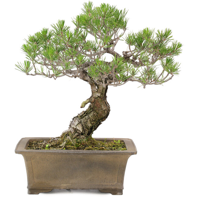 Pinus Thunbergii, 42 cm, ± 30 jaar oud
