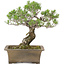 Pinus Thunbergii, 42 cm, ± 30 anni