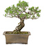 Pinus Thunbergii, 42 cm, ± 30 years old