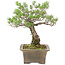 Pinus Thunbergii, 42 cm, ± 30 ans