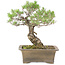 Pinus Thunbergii, 42 cm, ± 30 anni