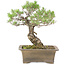 Pinus Thunbergii, 42 cm, ± 30 ans