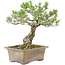 Pinus Thunbergii, 42 cm, ± 30 Jahre alt