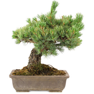 Pinus parviflora, 36 cm, ± 30 jaar oud