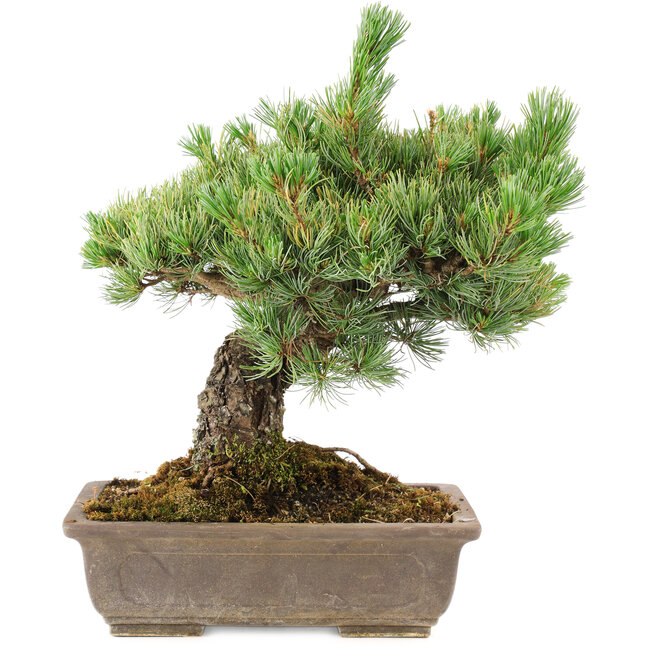Pinus parviflora, 36 cm, ± 30 years old, in a pot with a small chip