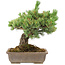 Pinus parviflora, 36 cm, ± 30 jaar oud, in pot met klein chipje