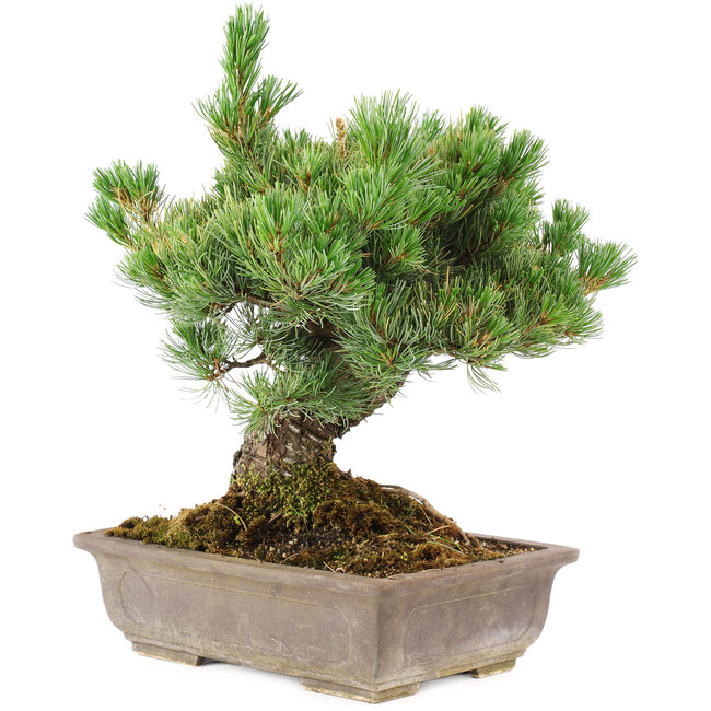 Pinus parviflora, 36 cm, ± 30 Jahre alt, im Topf mit kleinem Chip