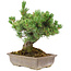 Pinus parviflora, 36 cm, ± 30 years old, in a pot with a small chip