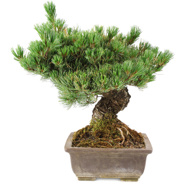 Pinus parviflora, 36 cm, ± 30 jaar oud, in pot met klein chipje