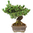 Pinus parviflora, 36 cm, ± 30 jaar oud, in pot met klein chipje