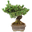 Pinus parviflora, 36 cm, ± 30 years old, in a pot with a small chip