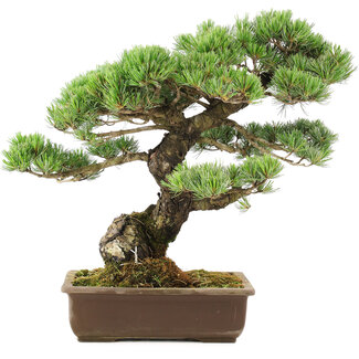 Pinus parviflora, 45 cm, ± 30 ans