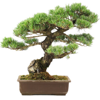 Pinus parviflora, 45 cm, ± 30 jaar oud