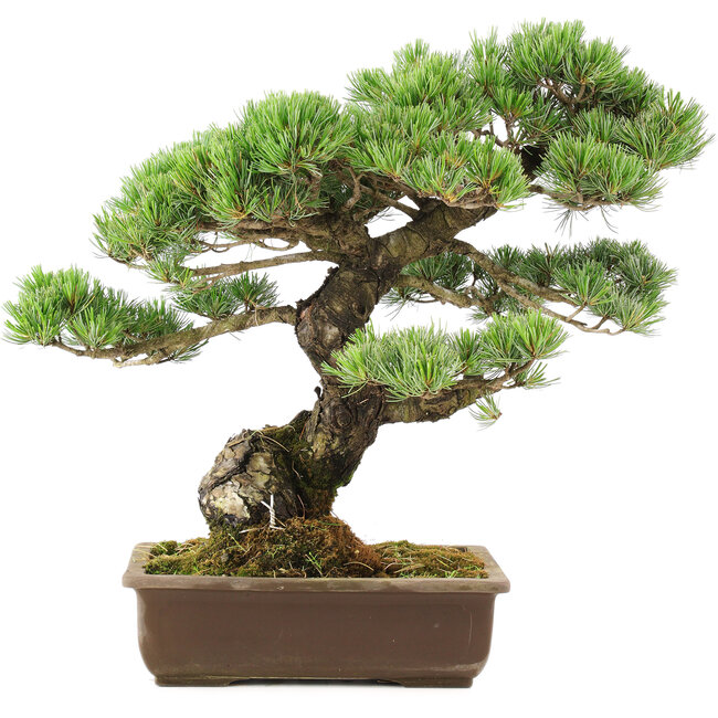 Pinus parviflora, 45 cm, ± 30 jaar oud