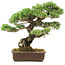 Pinus parviflora, 45 cm, ± 30 jaar oud