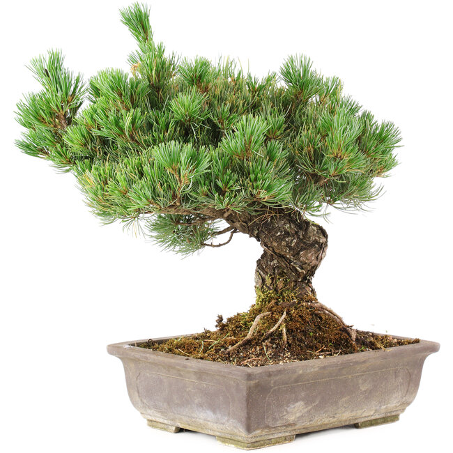 Pinus parviflora, 36 cm, ± 30 años, en maceta con una pequeña astilla