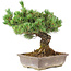 Pinus parviflora, 36 cm, ± 30 años, en maceta con una pequeña astilla