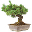 Pinus parviflora, 36 cm, ± 30 years old, in a pot with a small chip