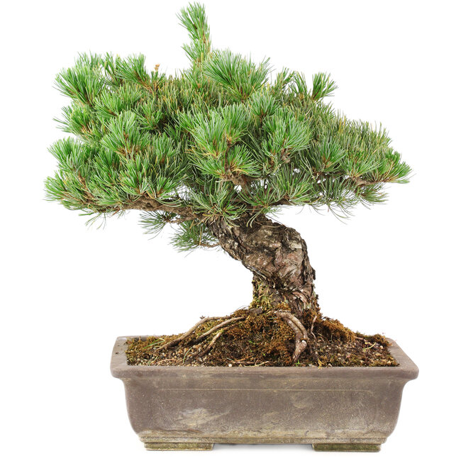 Pinus parviflora, 36 cm, ± 30 años, en maceta con una pequeña astilla