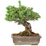 Pinus parviflora, 36 cm, ± 30 años, en maceta con una pequeña astilla