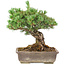 Pinus parviflora, 36 cm, ± 30 years old, in a pot with a small chip