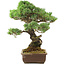 Pinus parviflora, 45 cm, ± 30 jaar oud