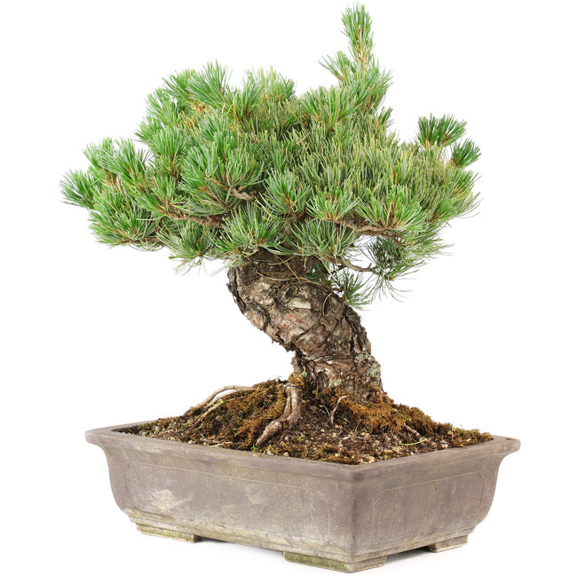Pinus parviflora, 36 cm, ± 30 años, en maceta con una pequeña astilla