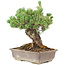 Pinus parviflora, 36 cm, ± 30 jaar oud, in pot met klein chipje