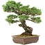 Pinus parviflora, 45 cm, ± 30 años