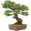 Pinus parviflora, 45 cm, ± 30 jaar oud