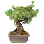 Pinus parviflora, 36 cm, ± 30 jaar oud, in pot met klein chipje