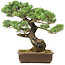 Pinus parviflora, 45 cm, ± 30 jaar oud